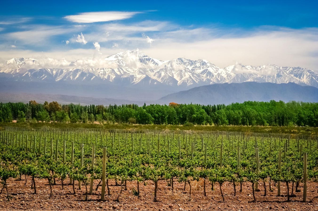 Why You Should Discover The Exceptional Wine Values From Argentina