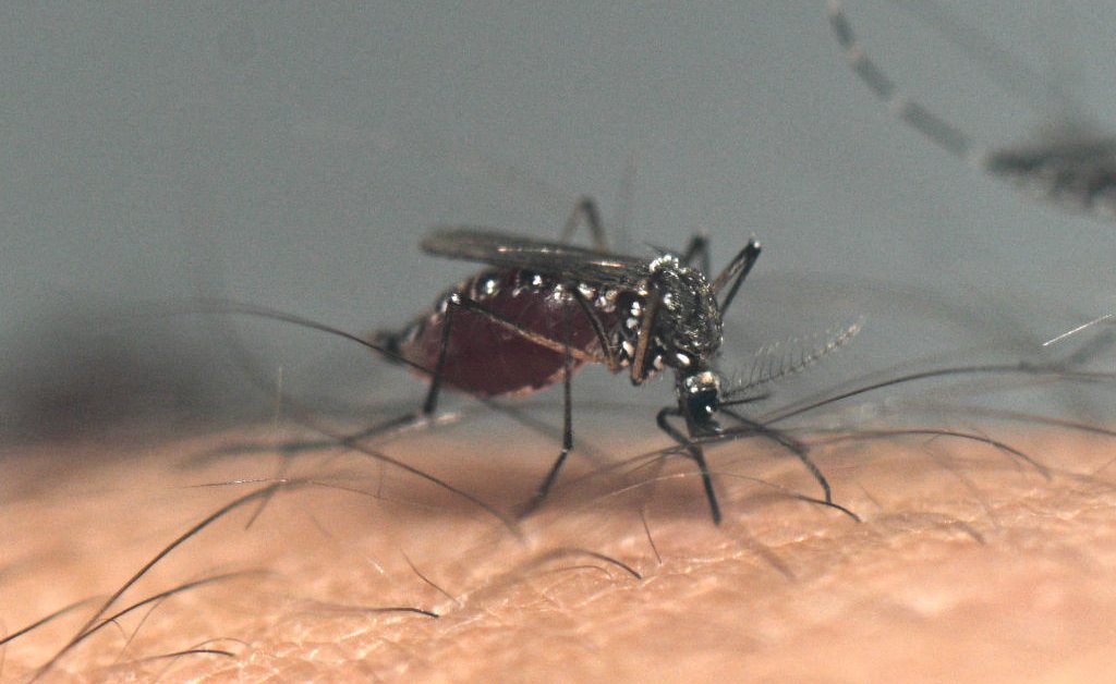 Mosquitoes With West Nile Virus Surround Las Vegas in Record Numbers