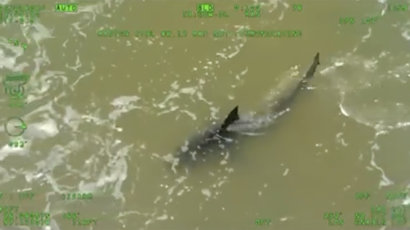 Back-to-back shark attacks leave 4 people injured in Texas and Florida