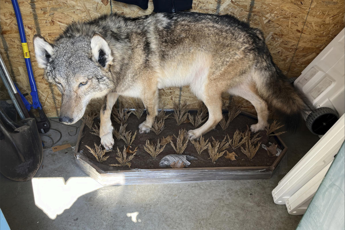 No charges in killing of gray wolf in southern Michigan. Experts stumped about how it got there.