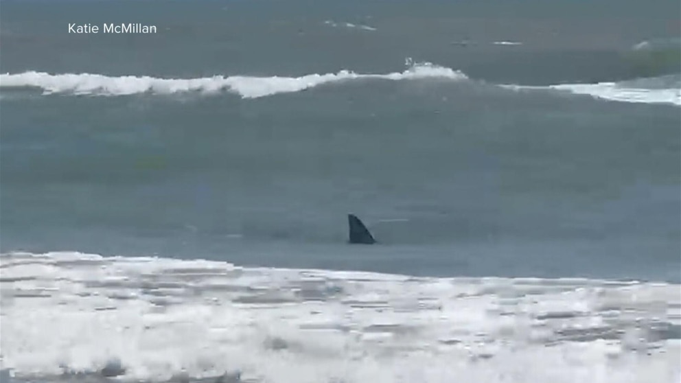 WATCH: 4 shark bite incidents in South Padre Island, Texas