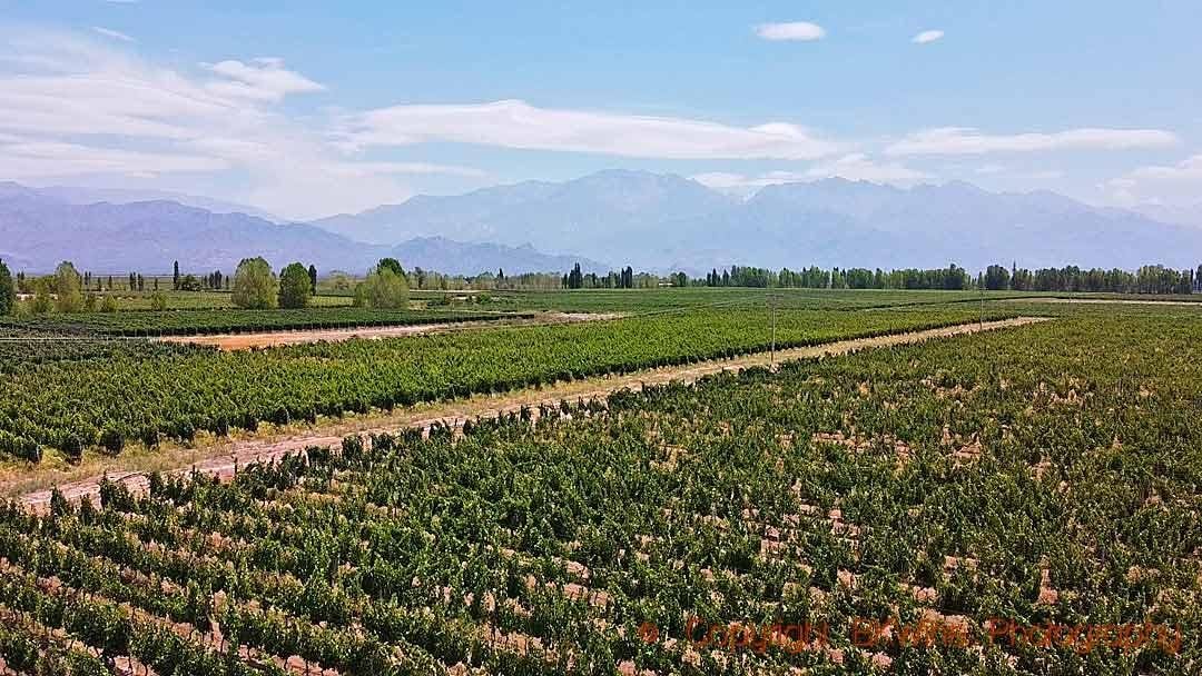 Perfecting Mendoza Malbecs Over Three Generations At Zuccardi