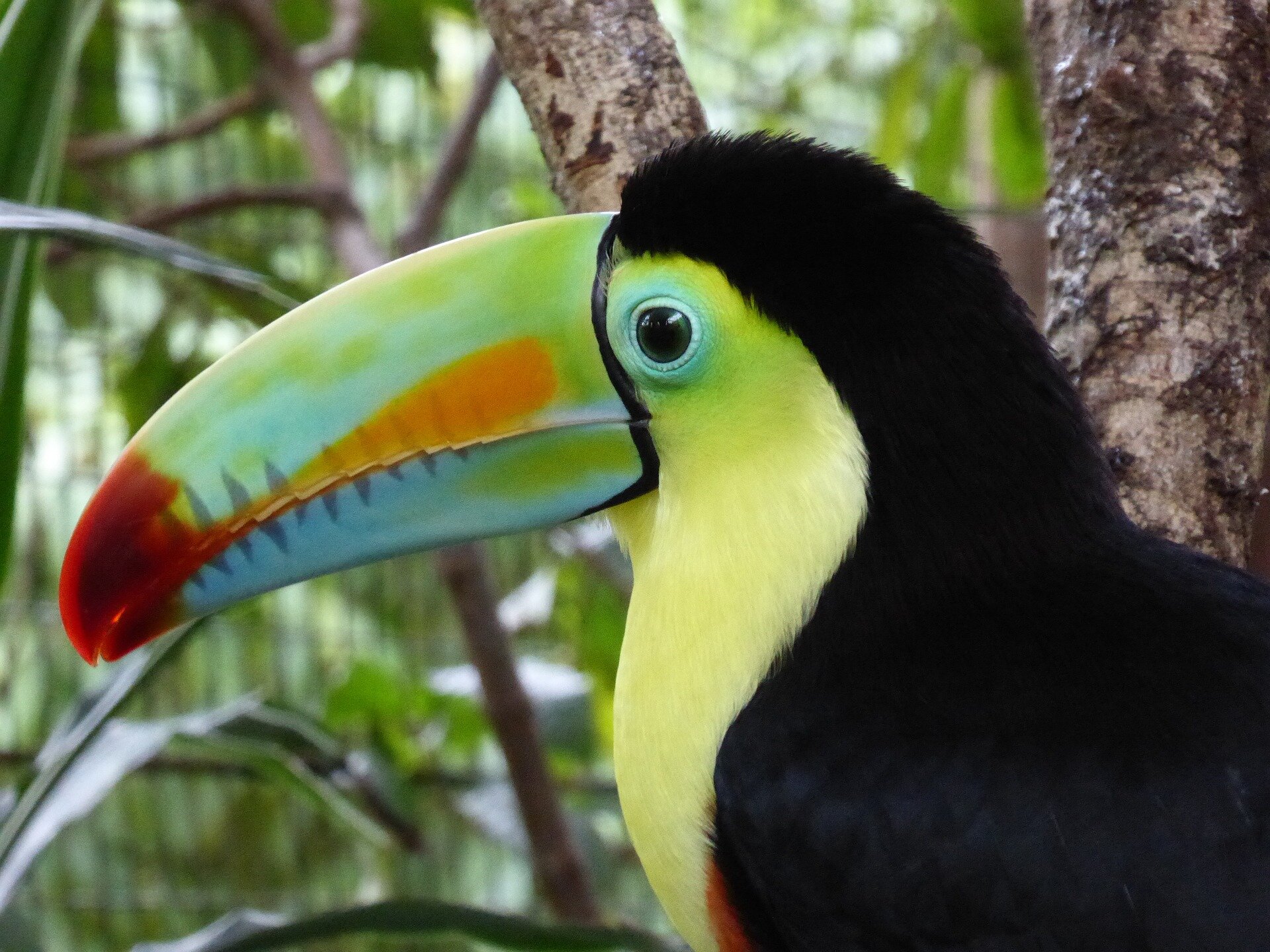 Cocaine trafficking threatens critical bird habitats, new study shows