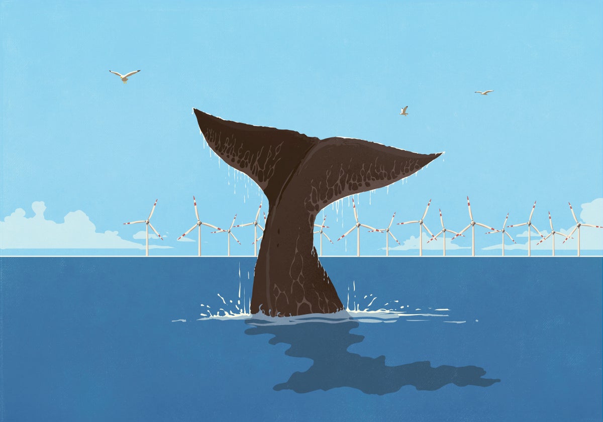 Whales Are Dying but Not from Offshore Wind