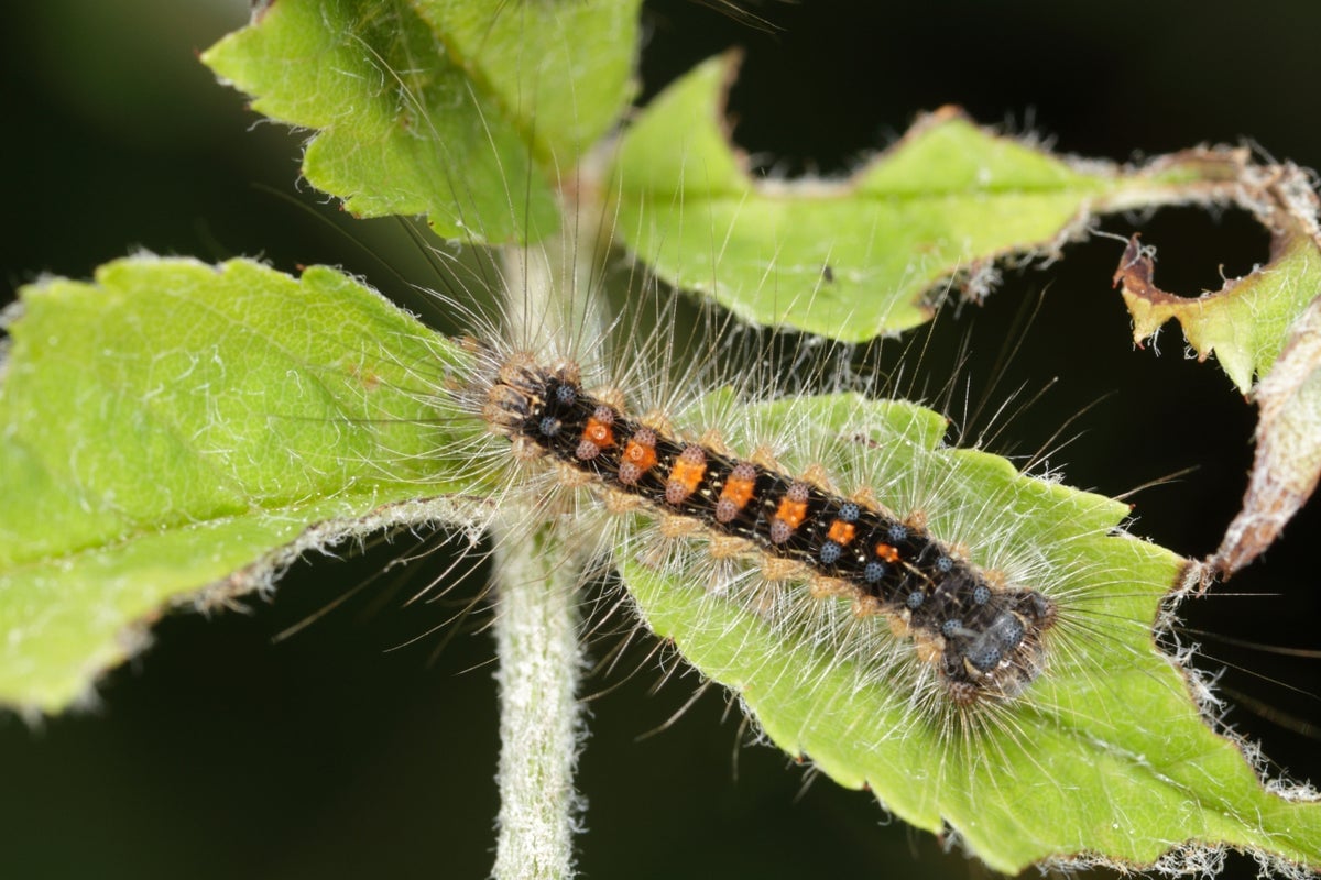 Very Hungry—And Very Invasive—Caterpillars Are a Munching through U.S. Forests