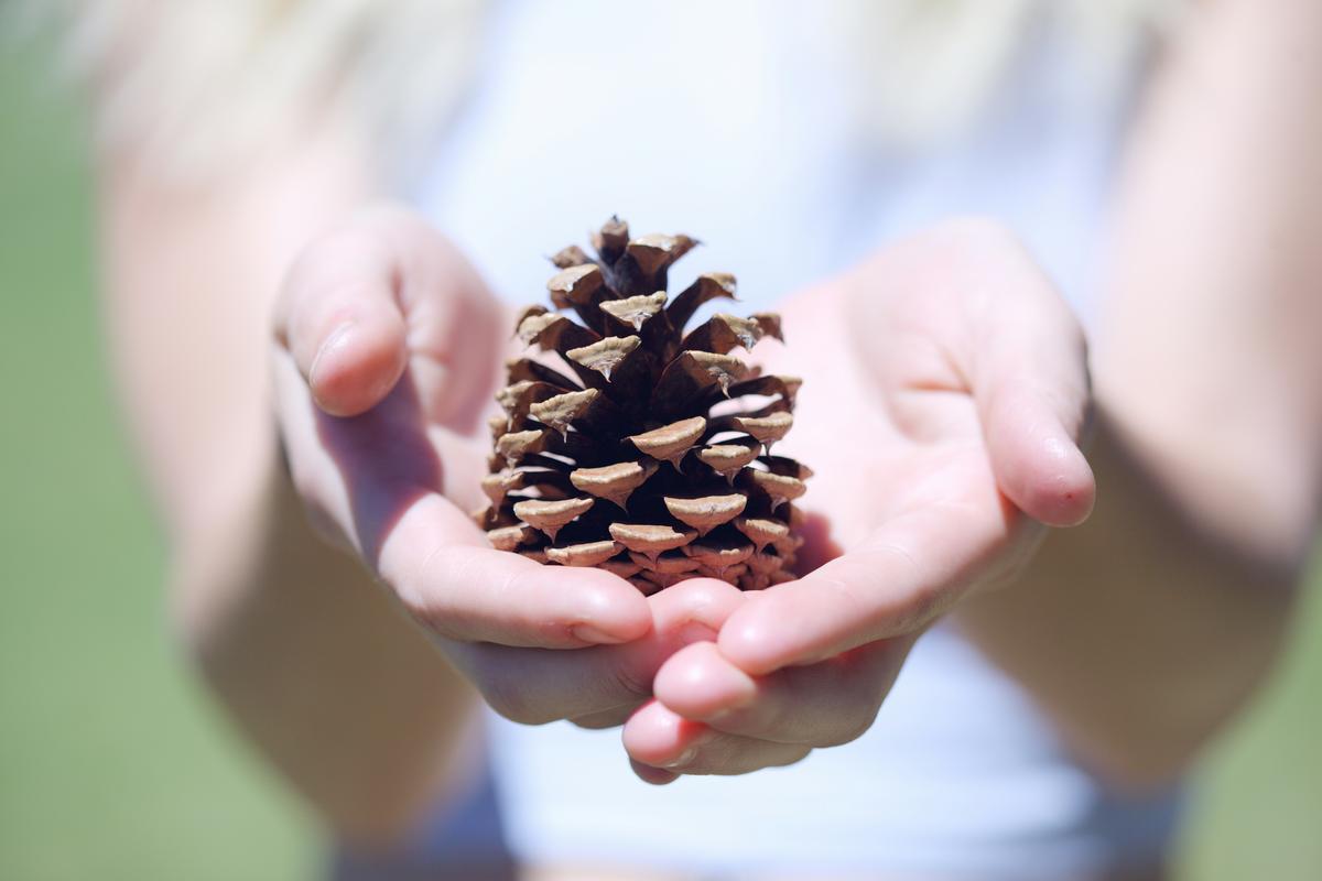 Easy Hack to Predict the Weather Using a Pine Cone