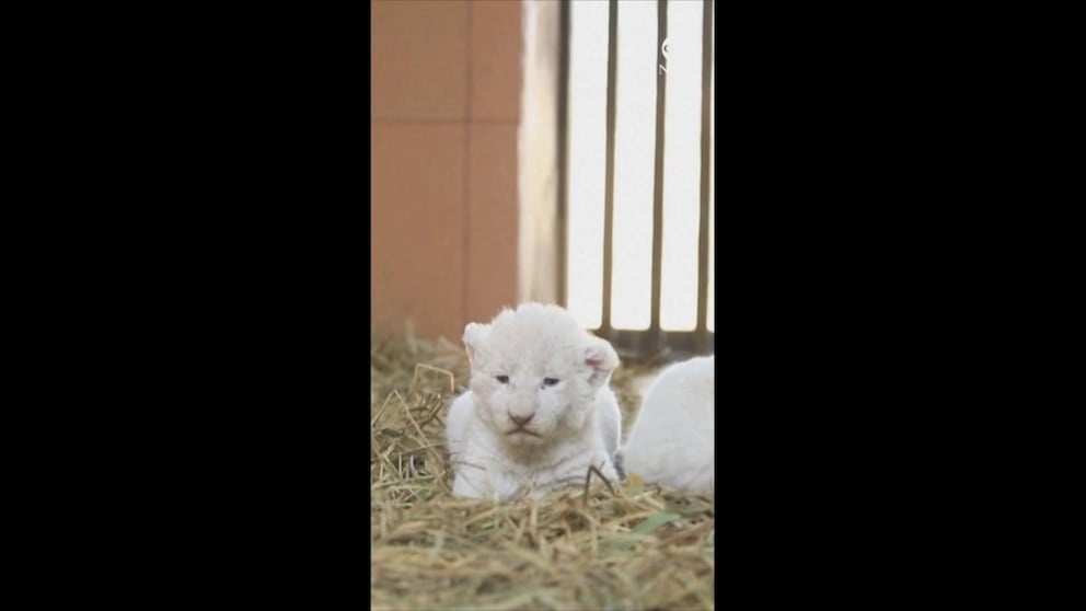 WATCH: Zoo shows off white lion cubs