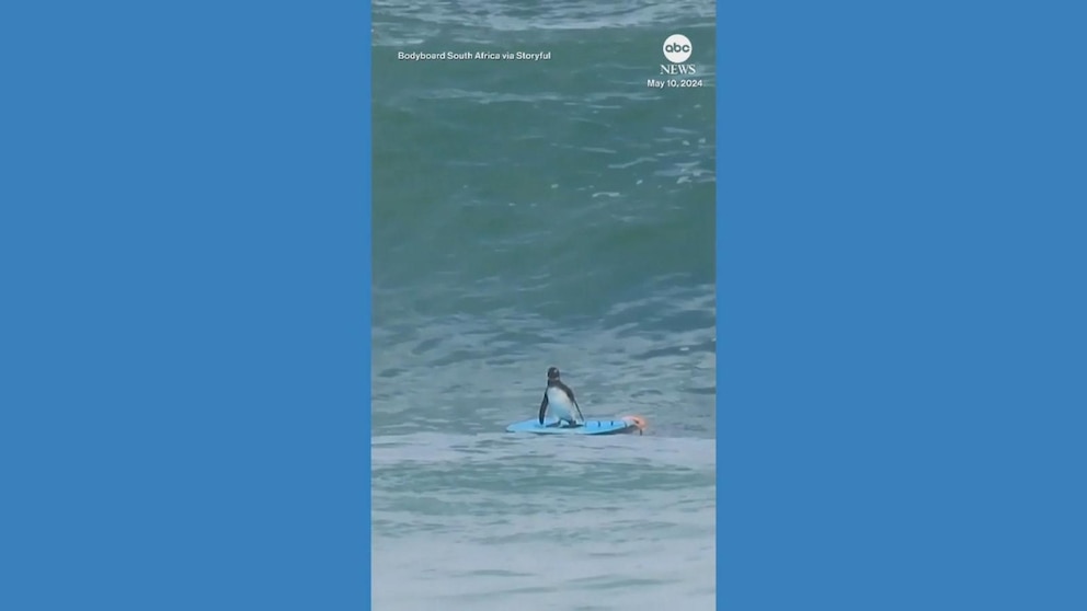 WATCH: Athletic penguin shows off skills on bodyboard