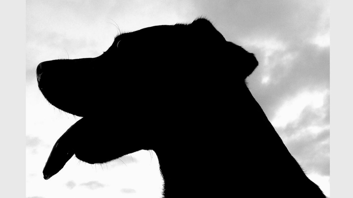 Marshfield, MA dog owners warned of ‘viral’ illness