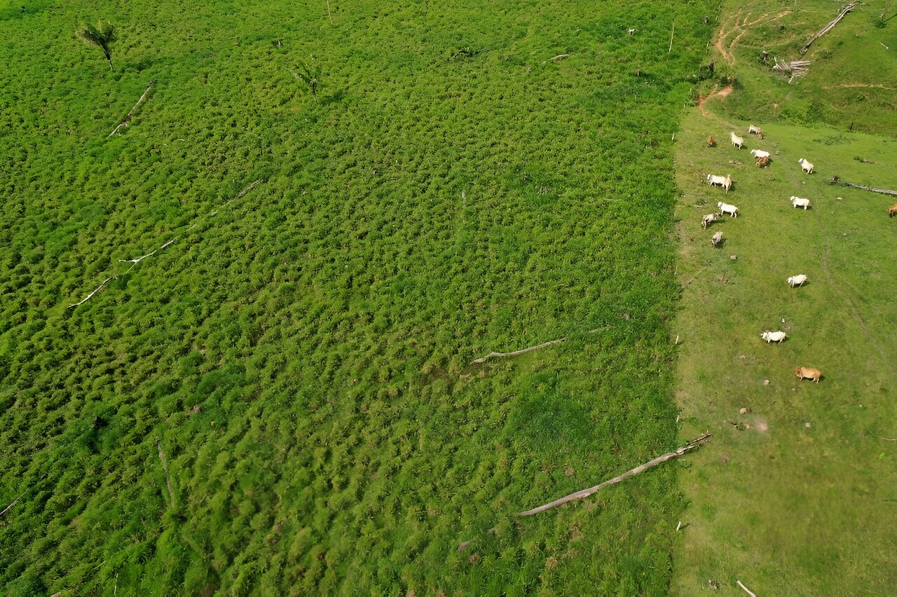 Colombia hails deforestation drop