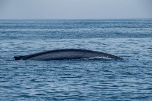 Rare blue whale spotted by whale watchers in Massachusetts waters