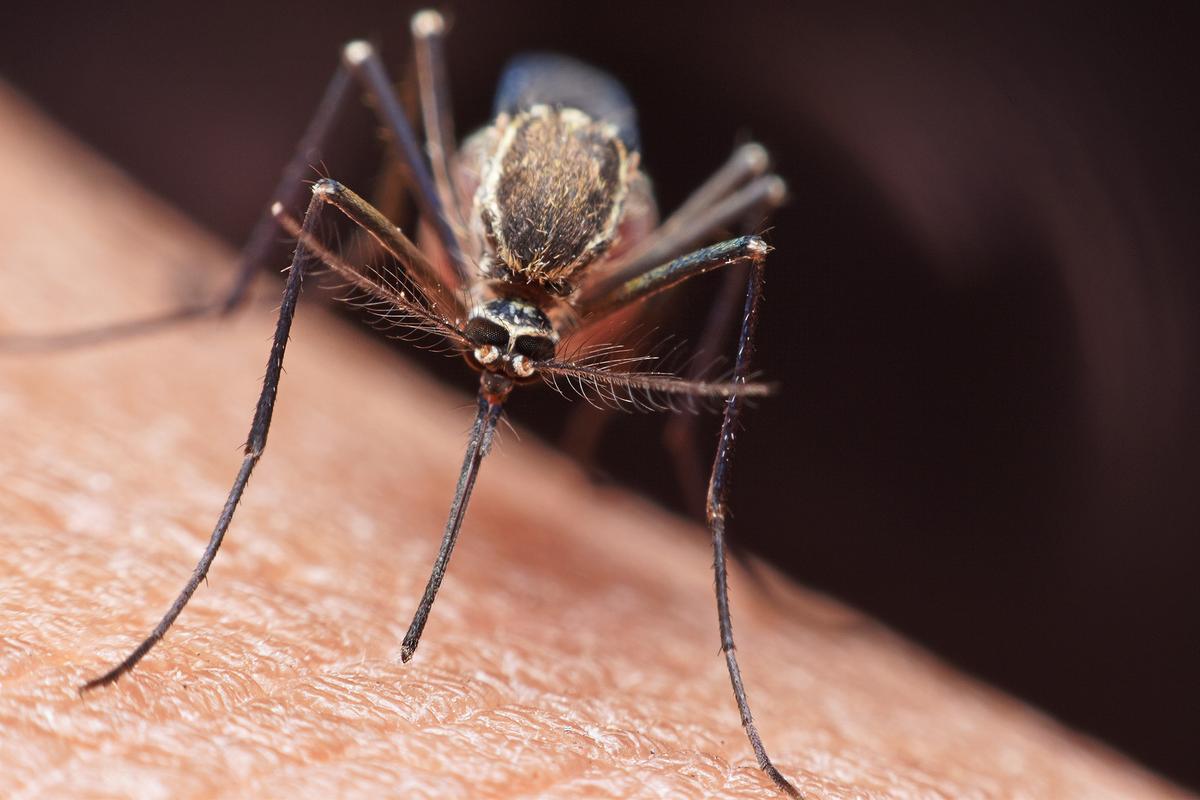 The Seven Reasons Mosquitoes May Like You More than Most
