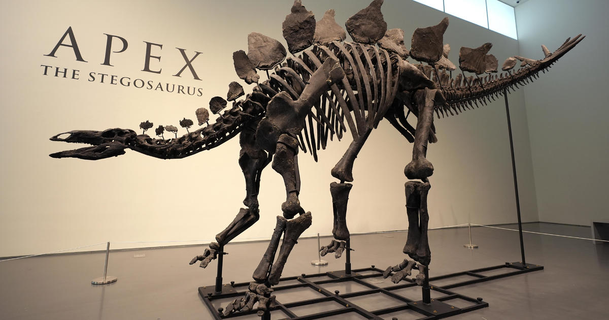 Stegosaurus skeleton auction likely to draw millions - and criticism