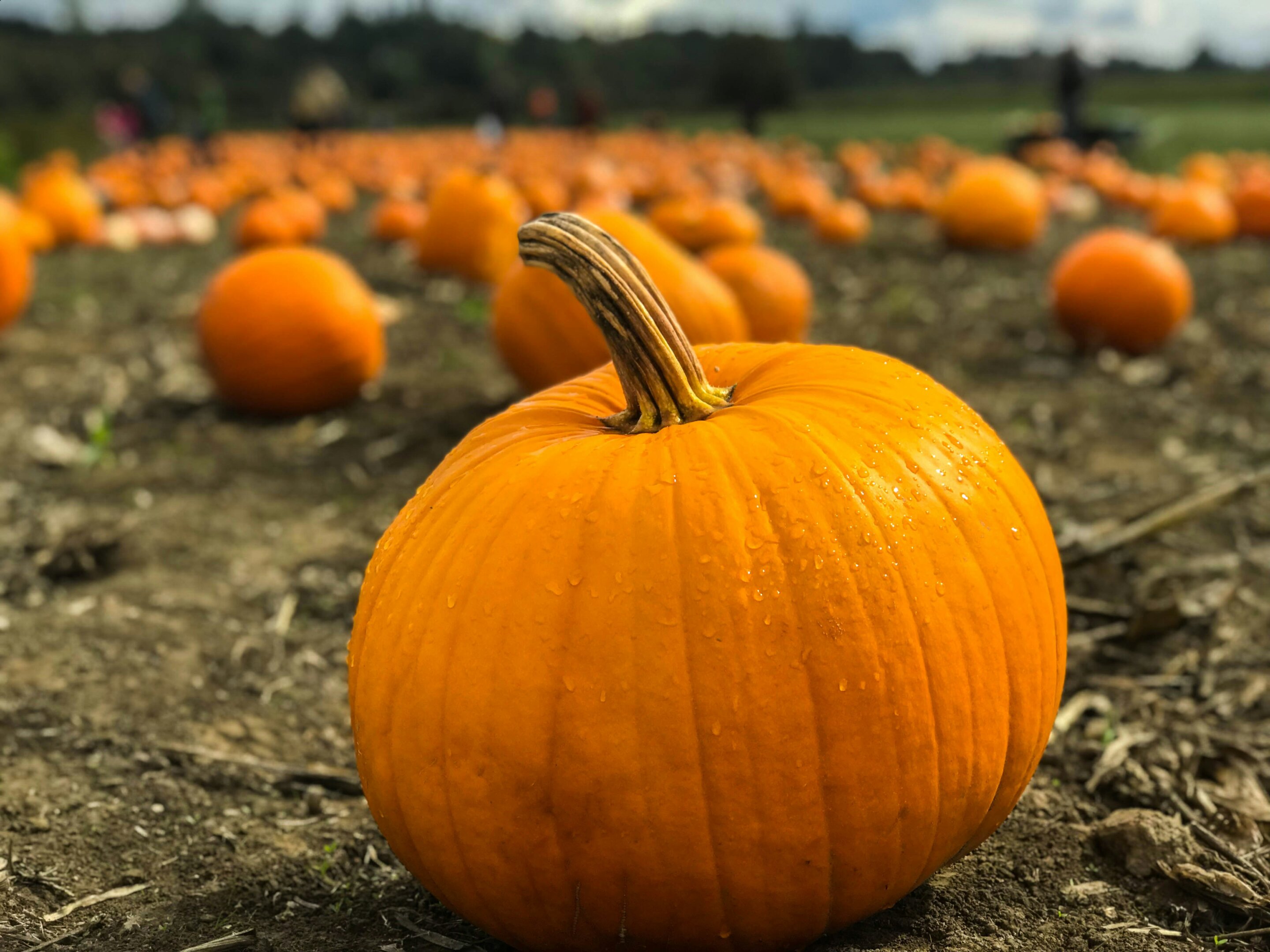 Study finds pumpkin pathogen not evolving, which could make a difference for management