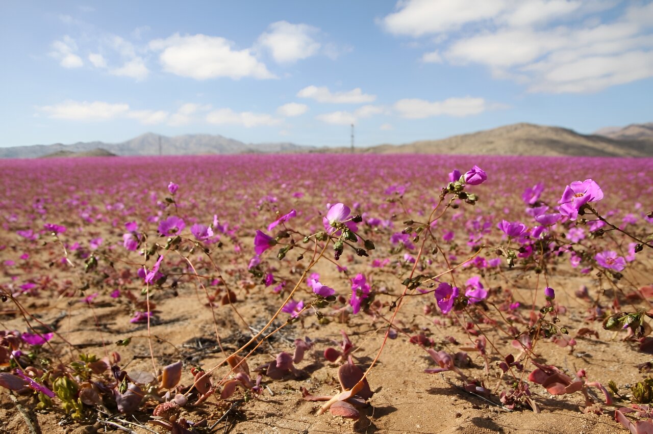 Unusual rainfall brings winter flowers to Chile's Atacama desert
