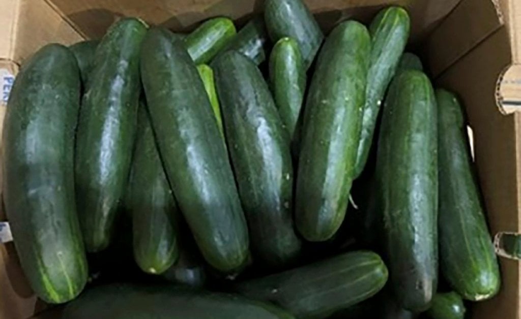 Florida Woman Sues Companies Over Cucumbers Linked to Salmonella Outbreak