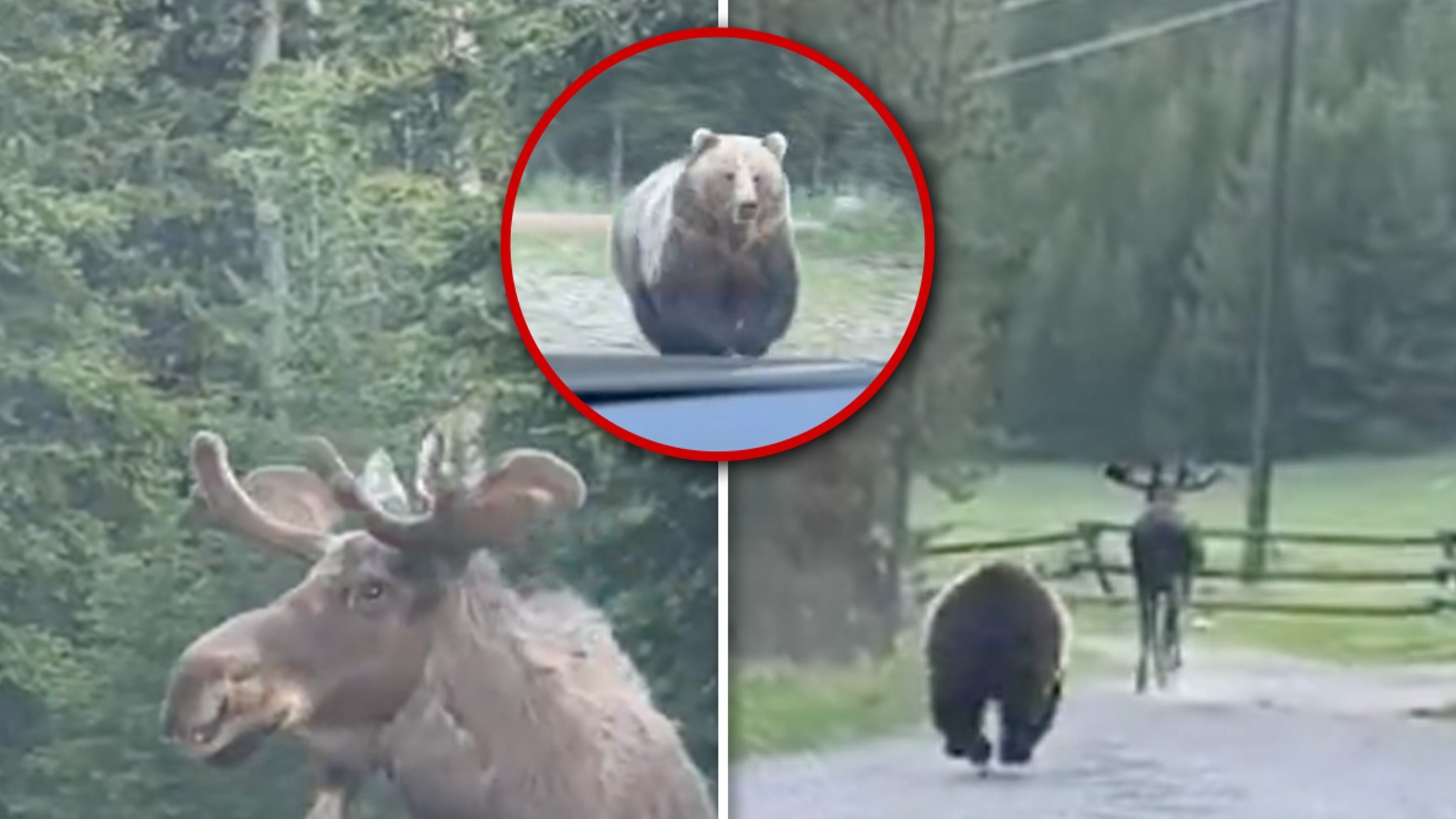 Grizzly Bear Chases Down Moose in Montana Wilderness, Crazy Video