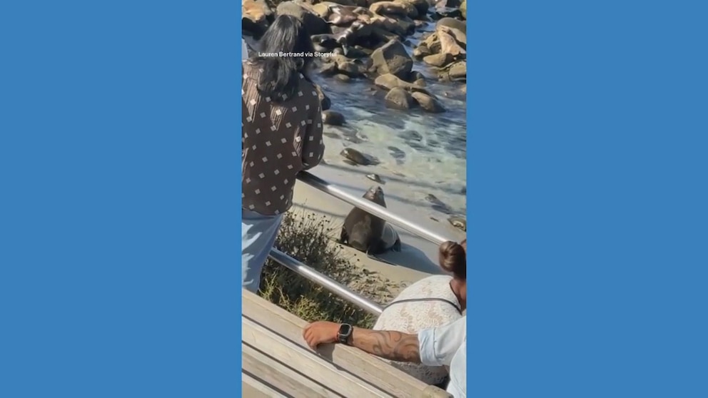 WATCH: Sea lion charges toward beachgoers in California