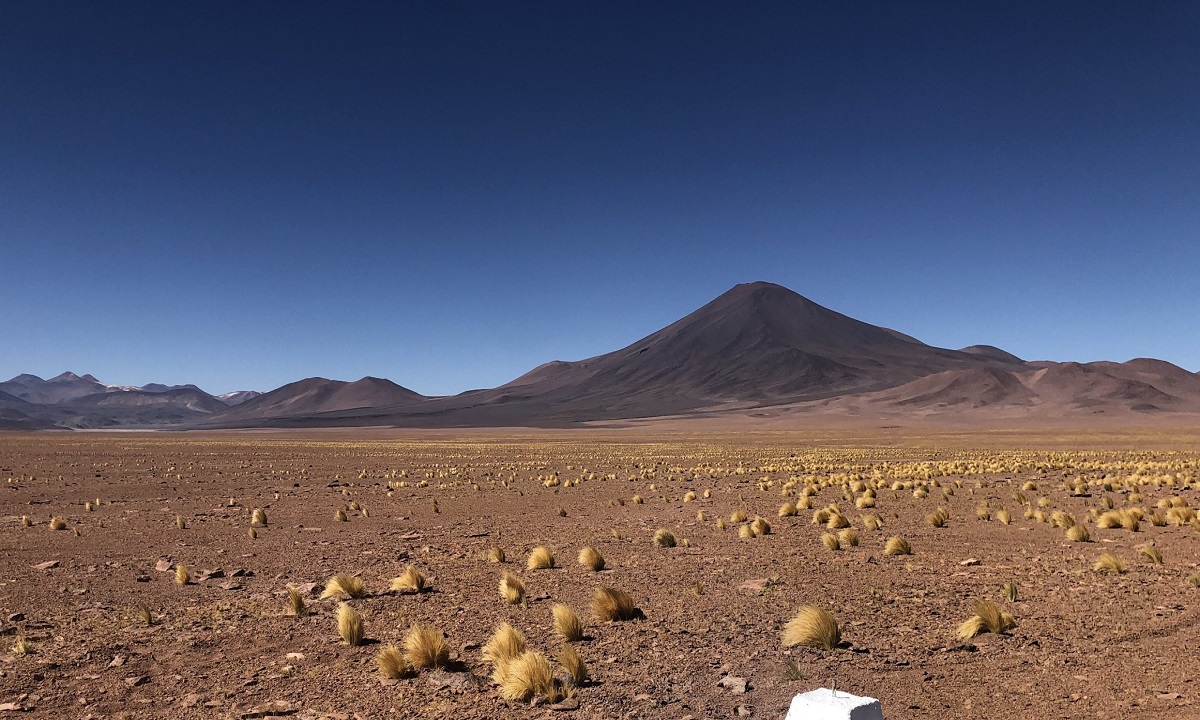 Com El Niño, flores nascem antes da hora no Deserto do Atacama