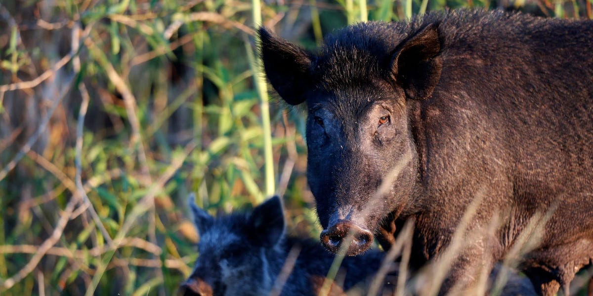 Dangerous feral hogs that destroy lawns and eat plastic are growing across the US, and states can't kill them fast enough