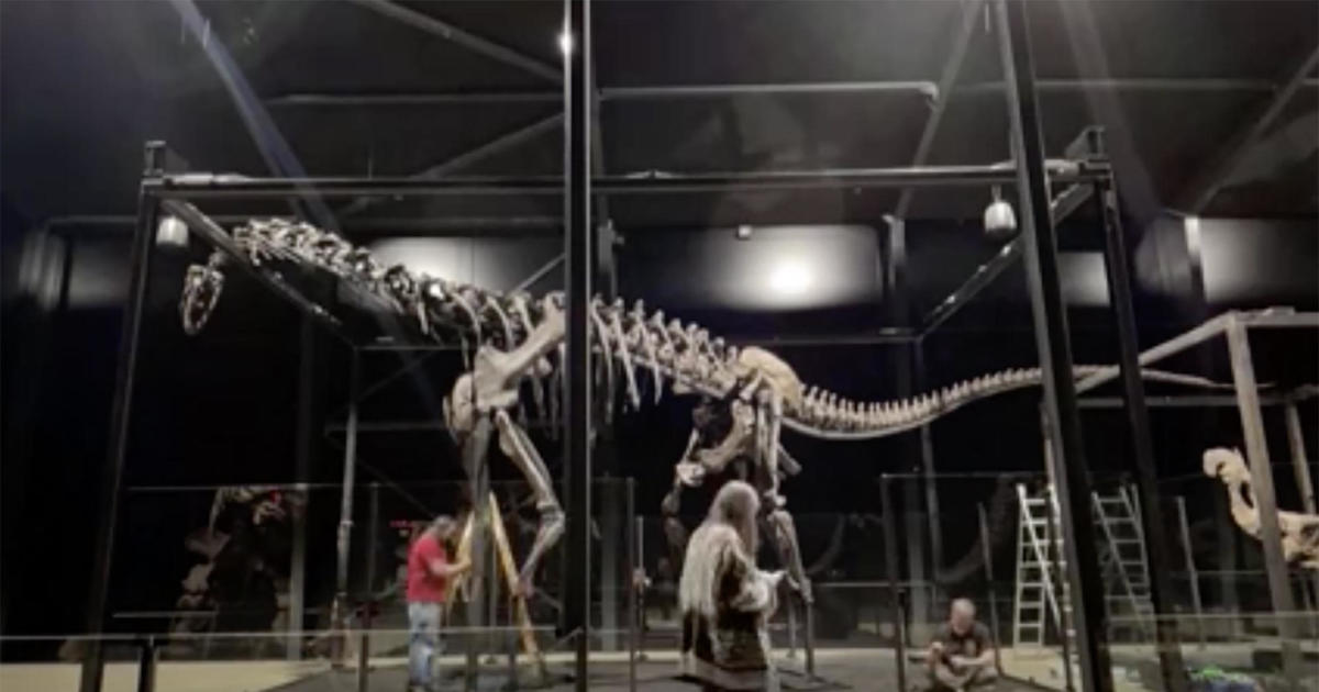Huge dinosaur skeleton unearthed in Wyoming makes it to museum in Europe