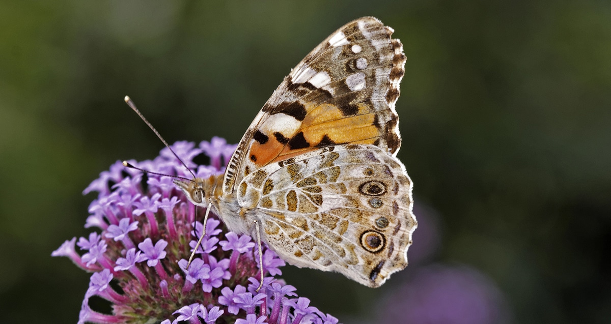 Scientists Solve the Mystery of How Butterflies Flew 2,600 Miles Without Stopping