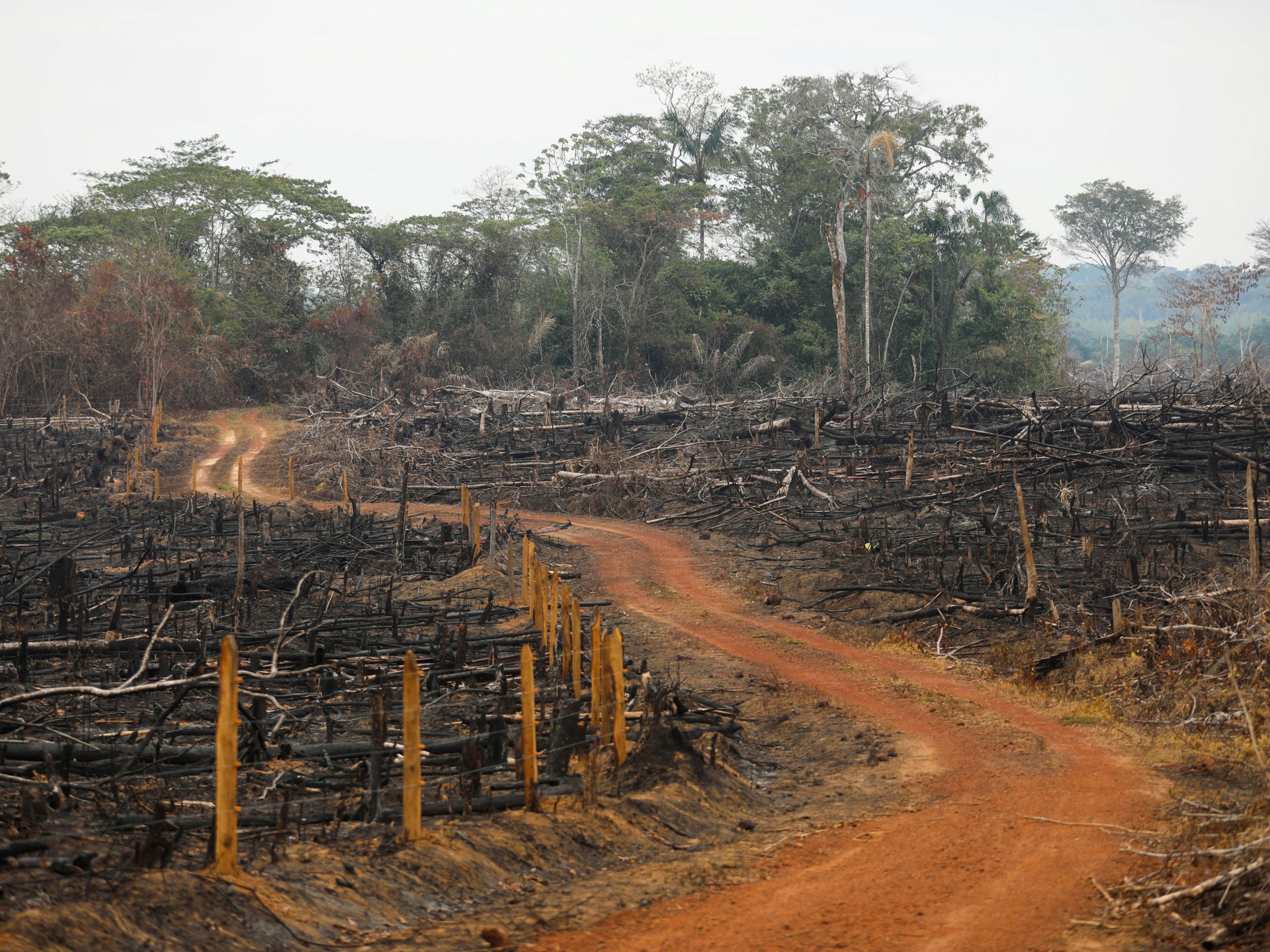 Colombia deforestation fell to historic low last year