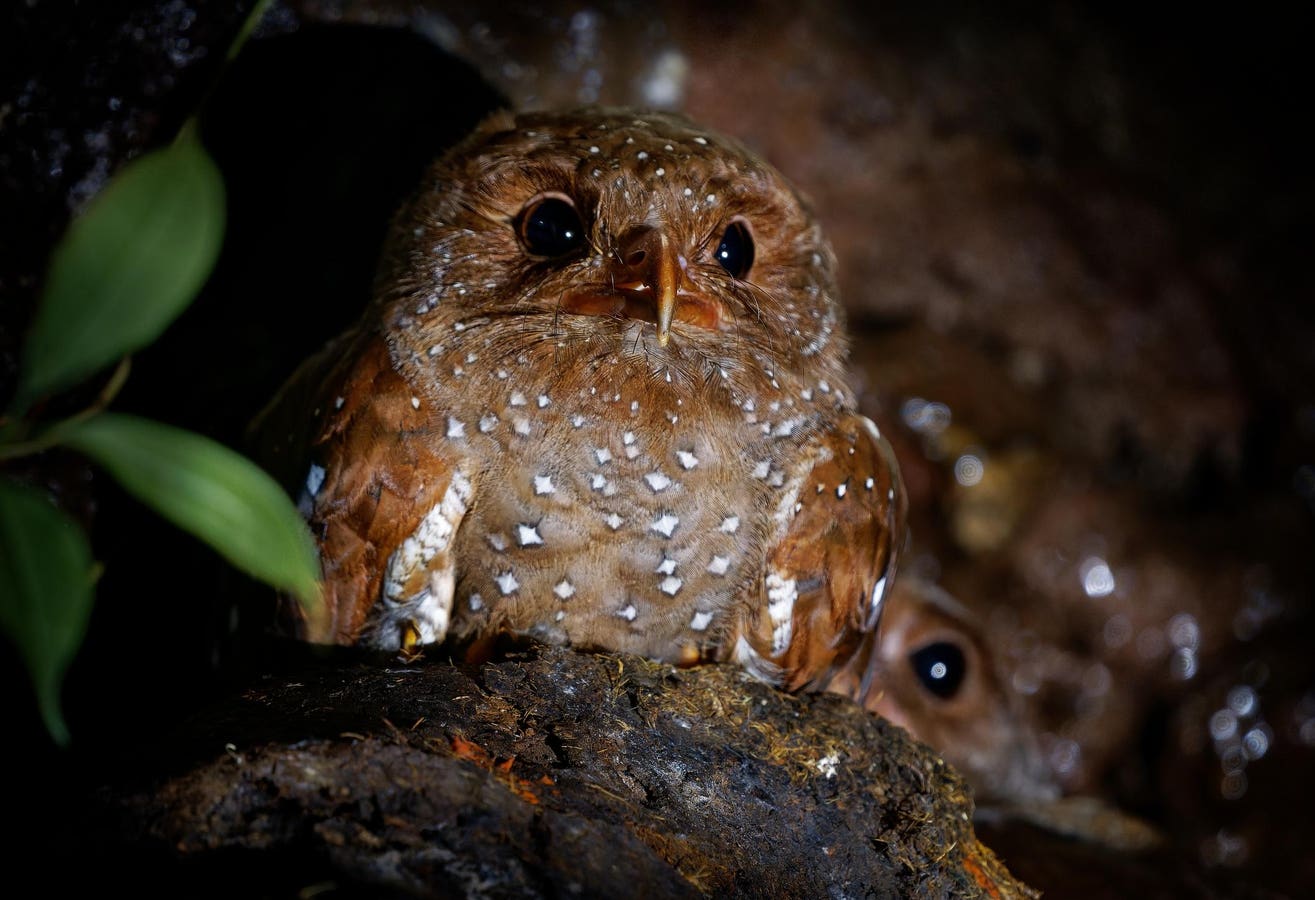 How Is Ecotourism Hurting These Adorable Cave-Loving Birds In Colombia?