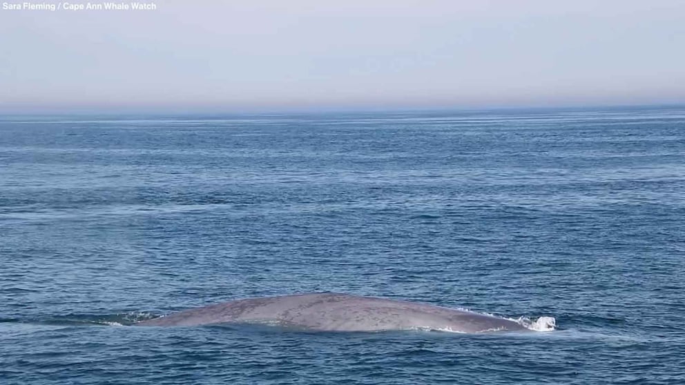 WATCH: Massive blue whale seen off the coast of Massachusetts in rare back-to-back sightings