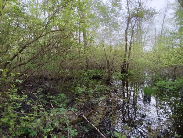 Hockomock Swamp in West Bridgewater, Massachusetts