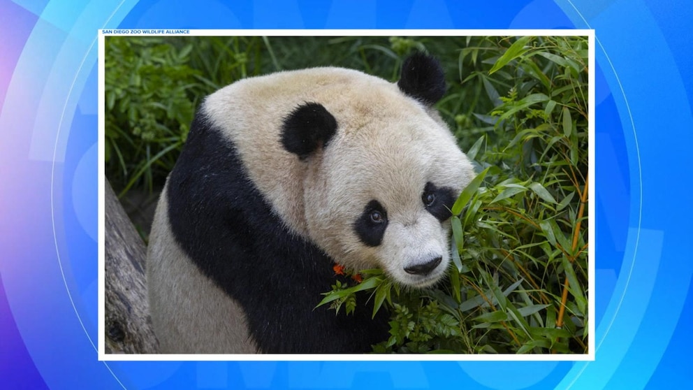 WATCH: 1st look at new pandas at San Diego Zoo