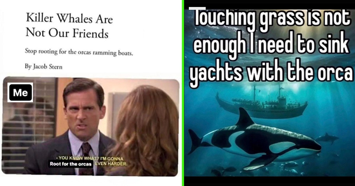 21 Revolutionary Orca Memes for Anyone Sick of the Rich