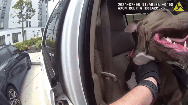 Florida Police Break Car Window to Help 'Distressed' Dog