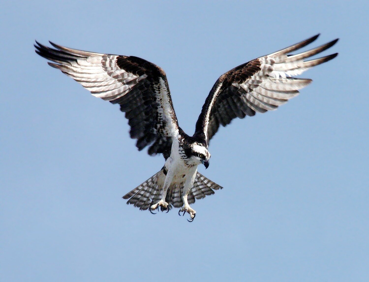 With nests on telephone poles, once-endangered osprey are flying high in Illinois