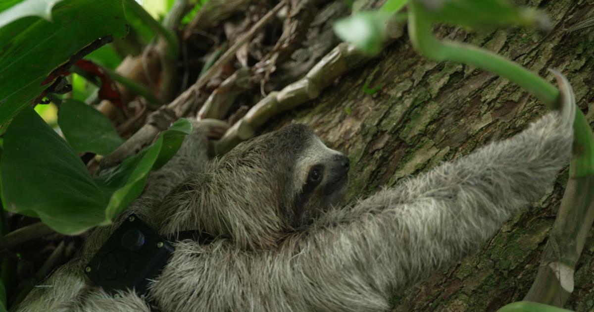 Sloths turn survival of the fittest upside down