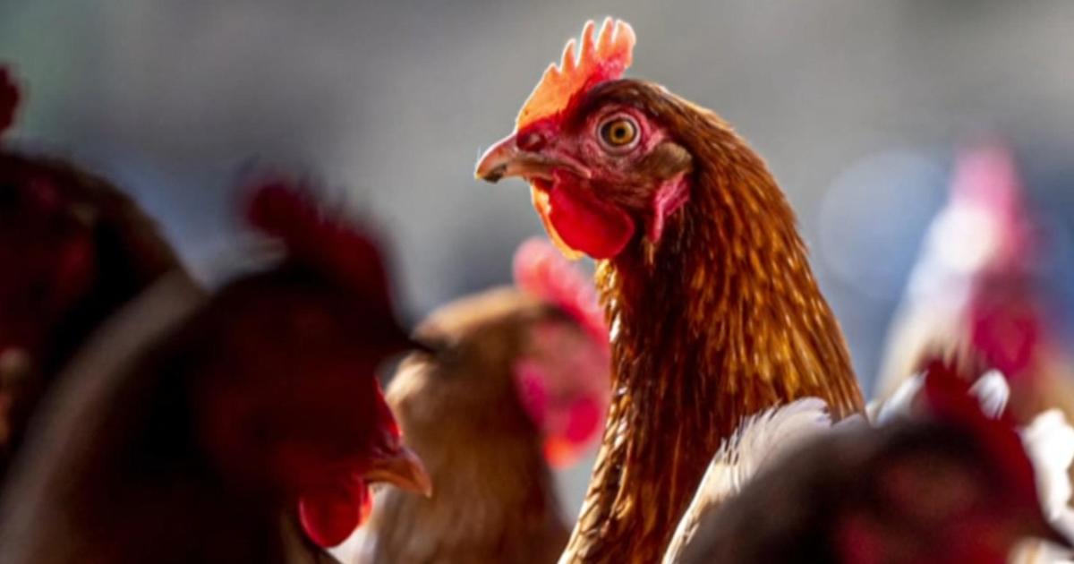 3 Colorado poultry workers test presumptively positive for bird flu