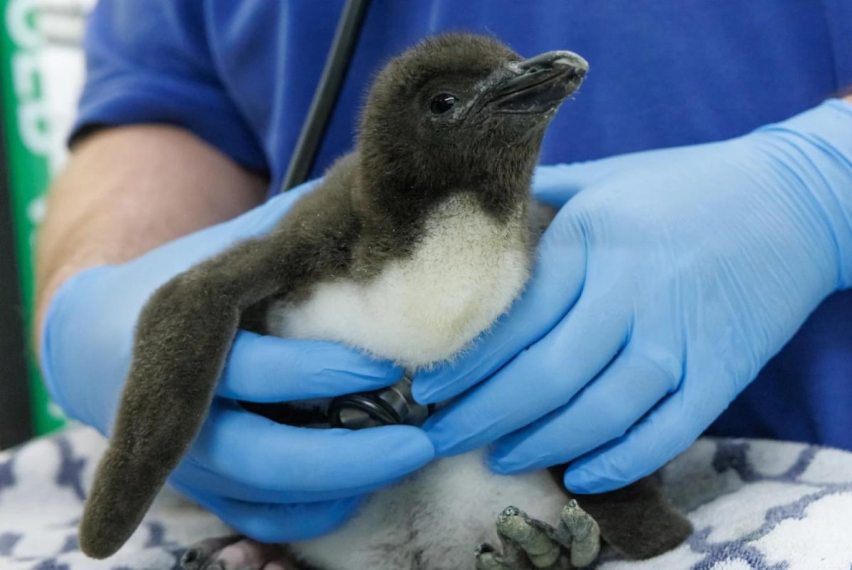 Macaroni penguin hatches at Tennessee Aquarium