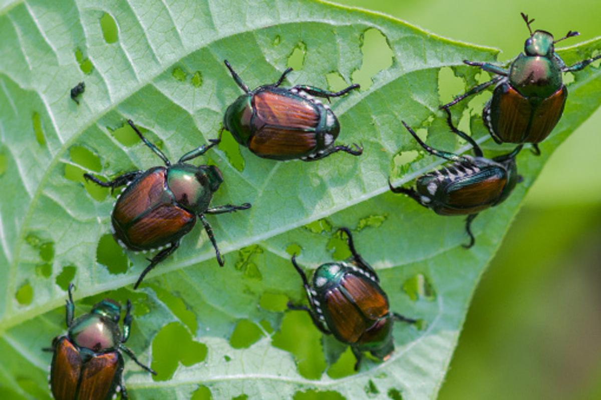 Illinois’ Japanese Beetles: Here’s What You Don’t Know About Them
