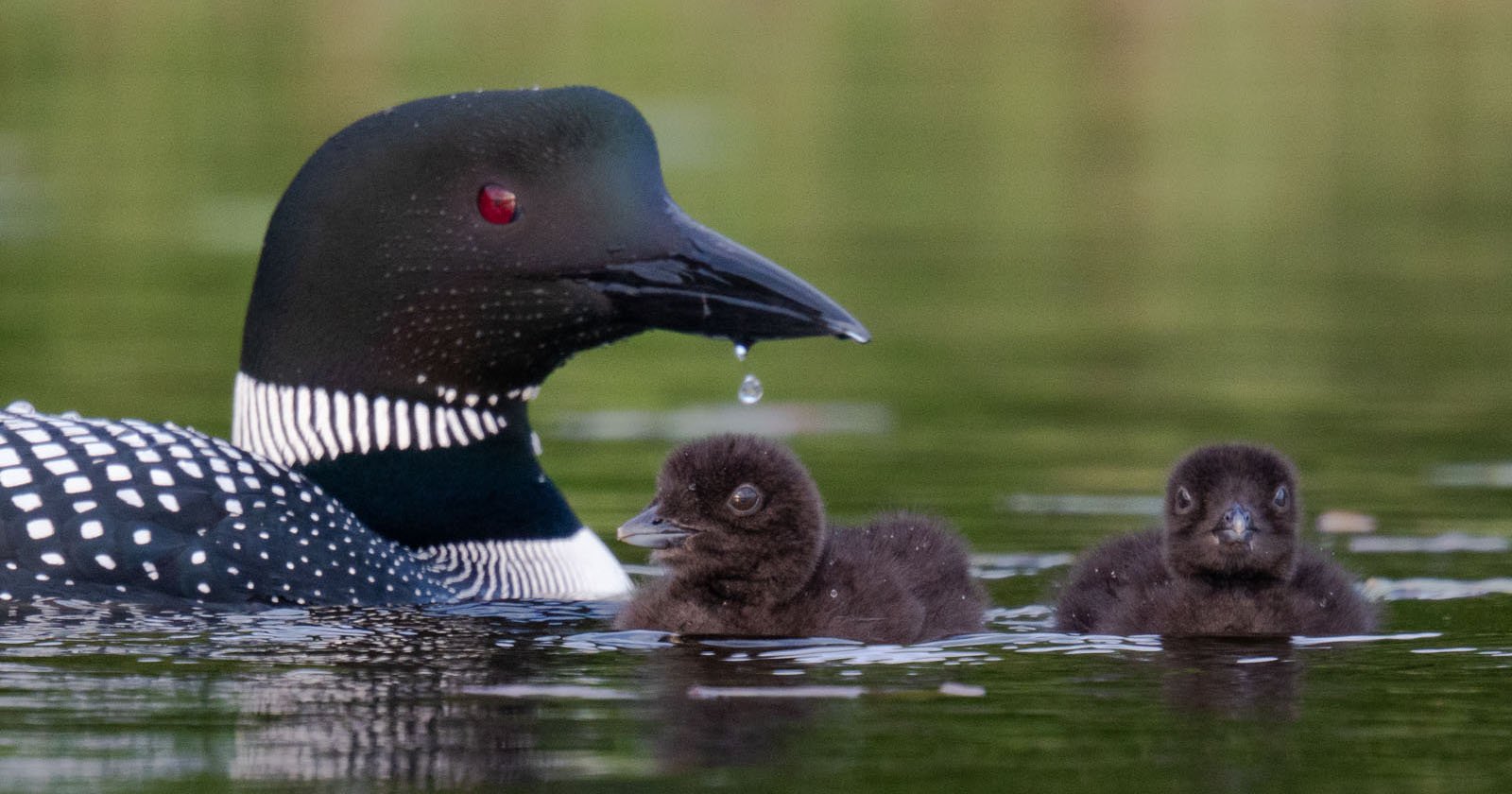 Wildlife on a Maine Pond: Adorable Loon Chicks Face an Uncertain Future