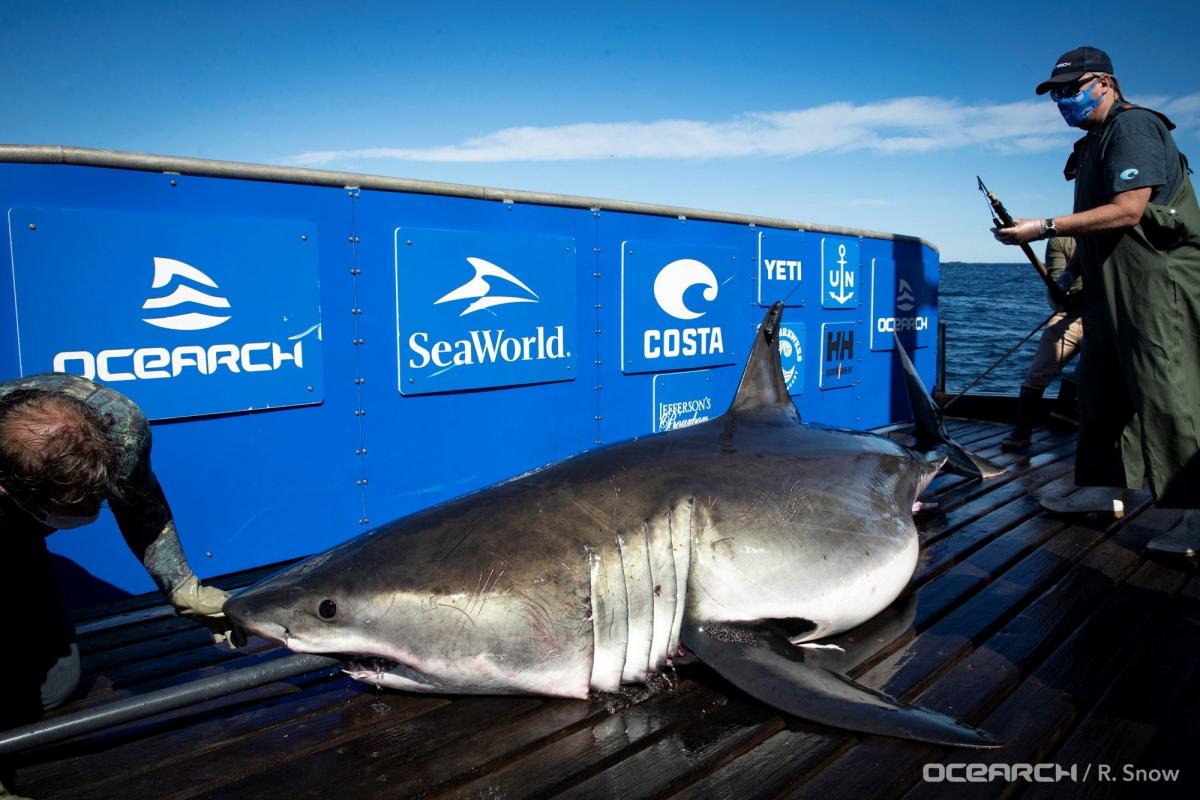 Massive great white known for its shark 'drawing' pings in Florida just after Shark Week