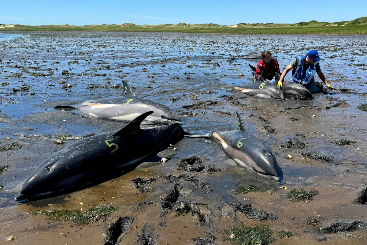 Cape Cod's fishhook topography makes it a global hotspot for mass strandings by dolphins