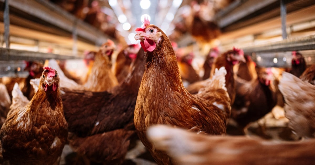 U.S. health officials confirm four new bird flu cases in Colorado poultry workers