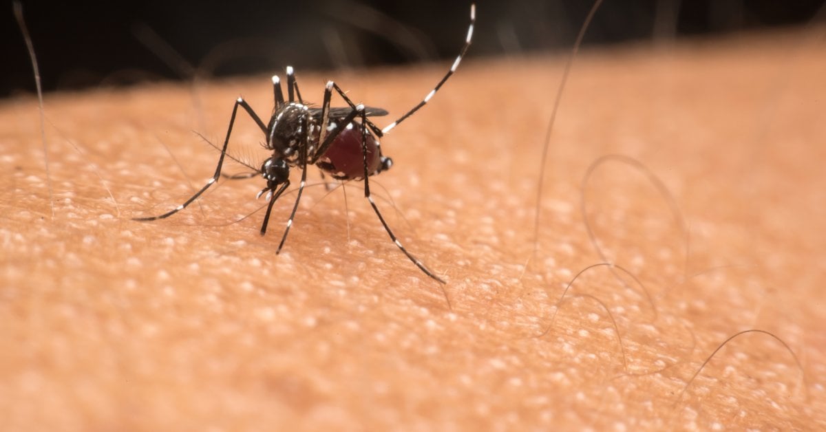 Dengue Is Rising in the U.S. Here’s How to Protect Yourself