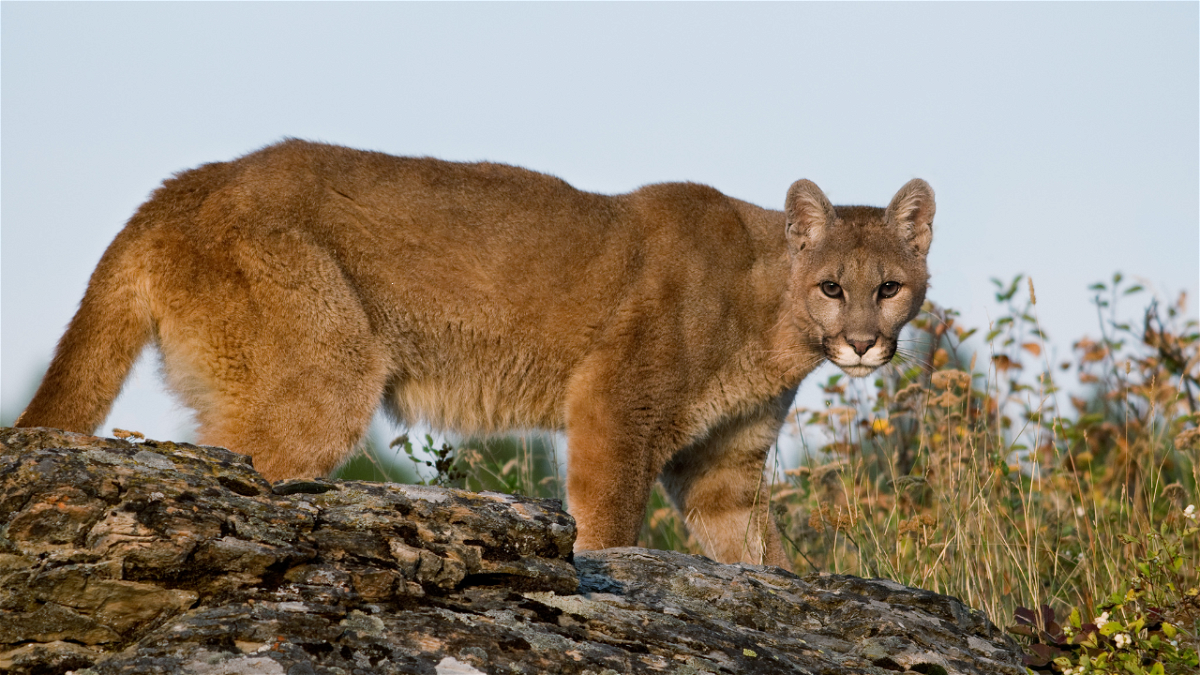 First North American case of staggering disease found in Colorado mountain lion