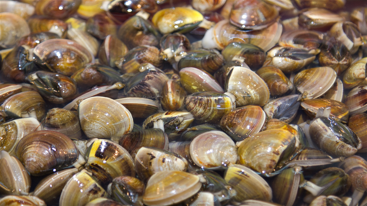 "Devastating" invasive species of mussel found in Colorado River, Government Highline Canal