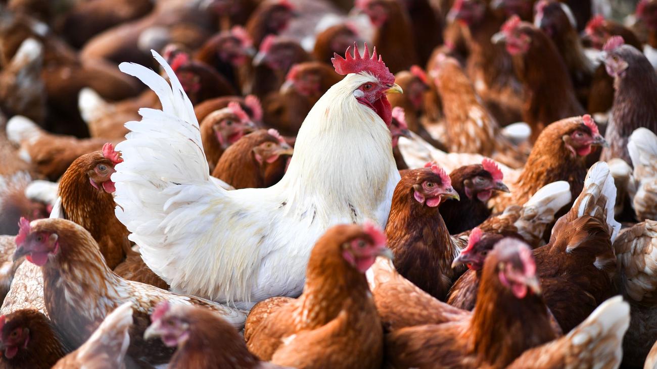 H5N1-Virus bei Menschen: USA: Geflügelfarm-Arbeiter infizieren sich mit Vogelgrippe