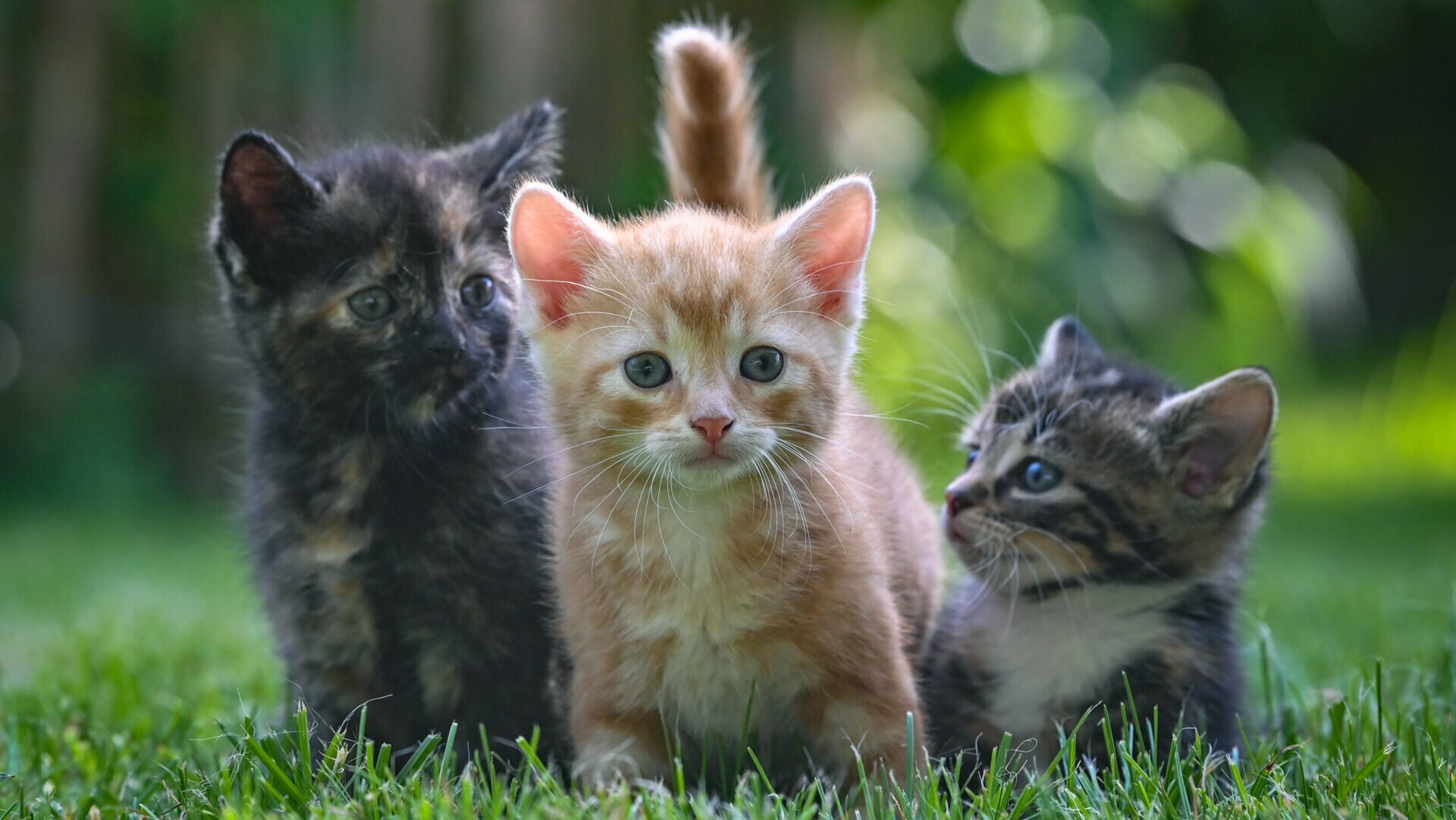 Are You Fostering a Kitten? Scientists Want to Talk to You