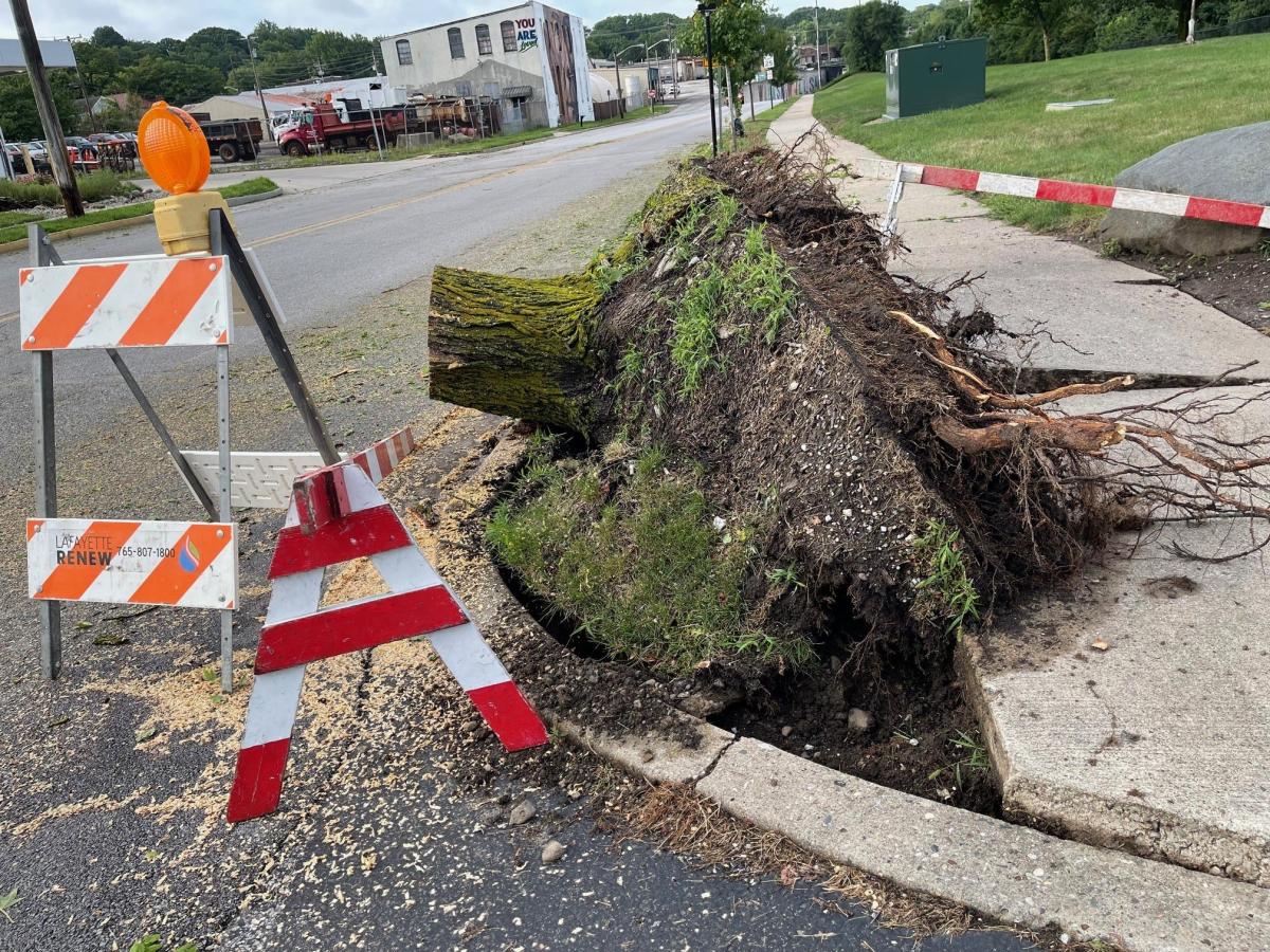 Tuesday morning storms down trees, branches; no injuries reported