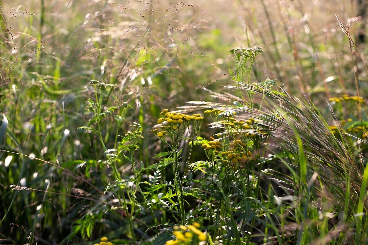 Land use impacts Minnesota's invasive tansy spread, study finds