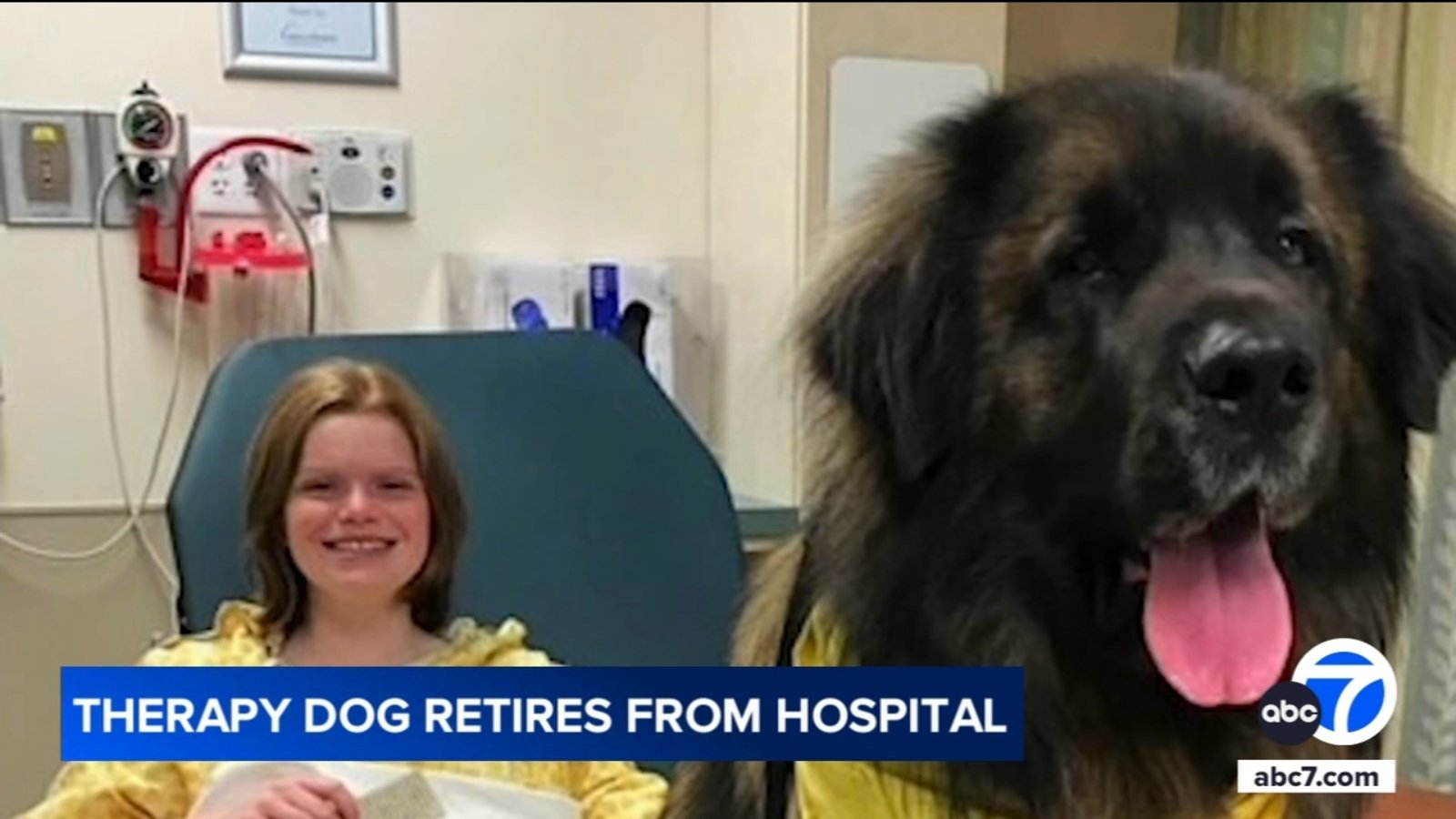 Maryland hospital honors Gryphon, beloved therapy dog retiring after 7 years of helping patients